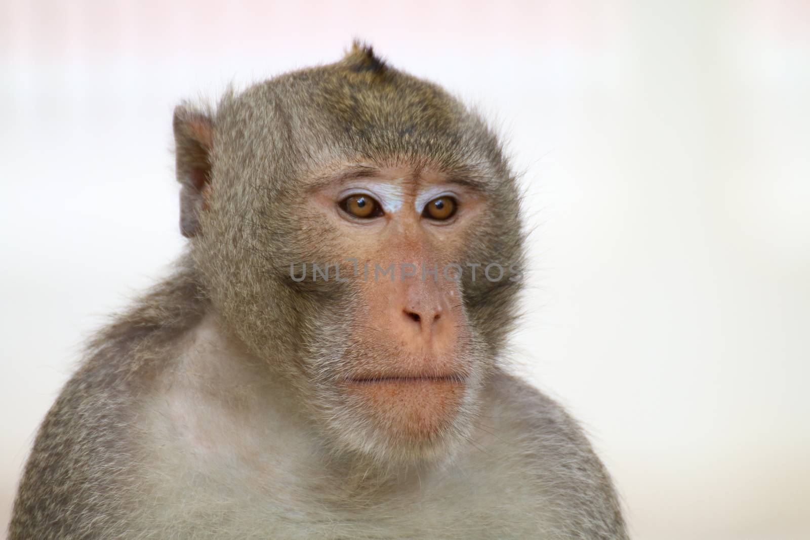 Monkey, Monkey face portrait, Jungle Monkey close up, Monkey Ape by cgdeaw