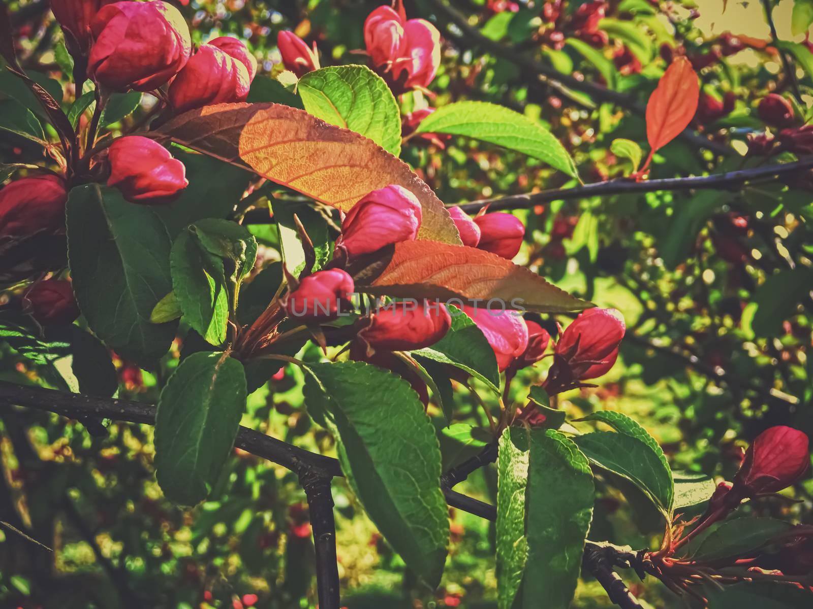 Red berries on tree at sunset in spring, nature and agriculture