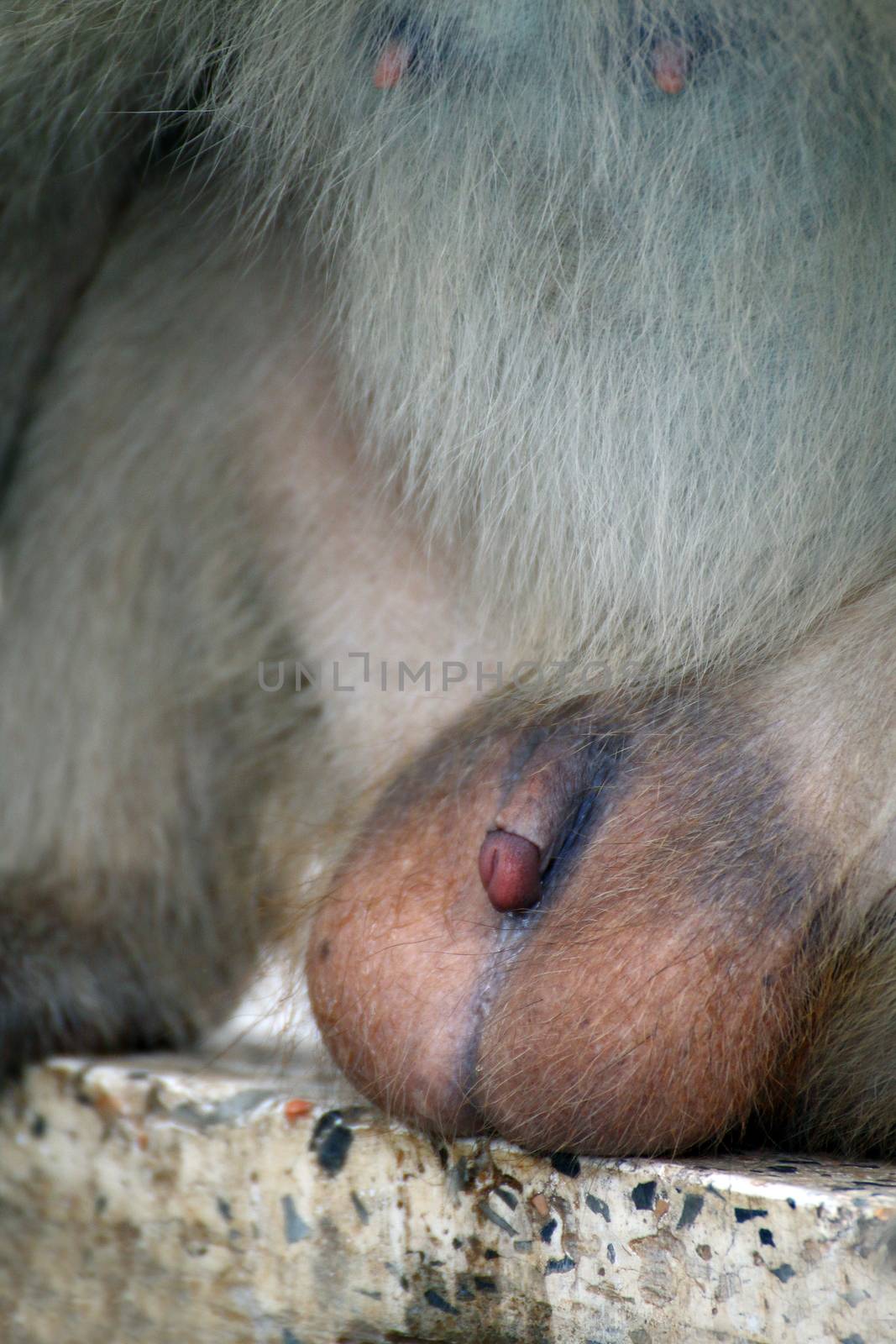 Genital monkey, Penis male sex of monkey by cgdeaw