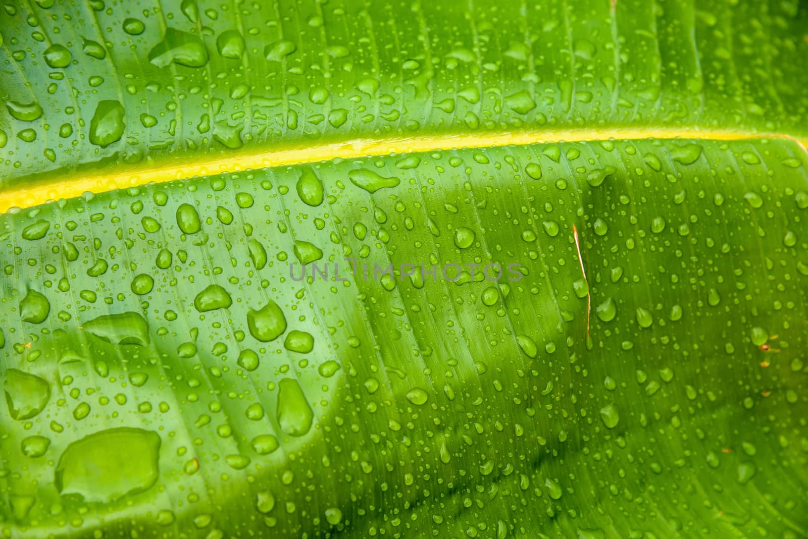 Closeup of water drops on a green leaf as natural background