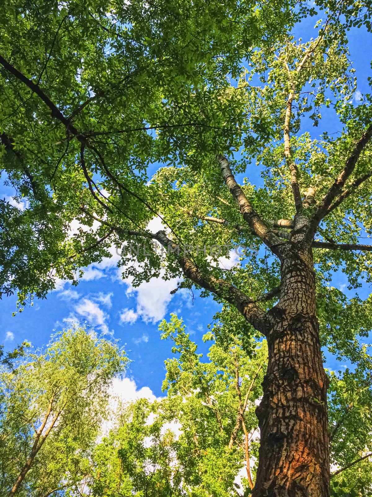 Countryside woods as rural landscape, amazing trees in green forest, nature and environment scenery