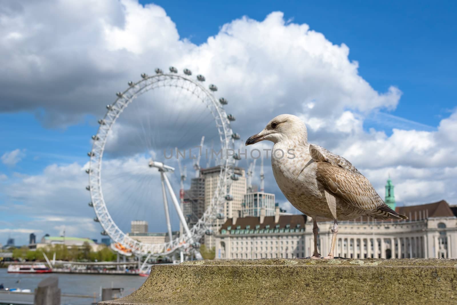 Seagull at the Thames River in London