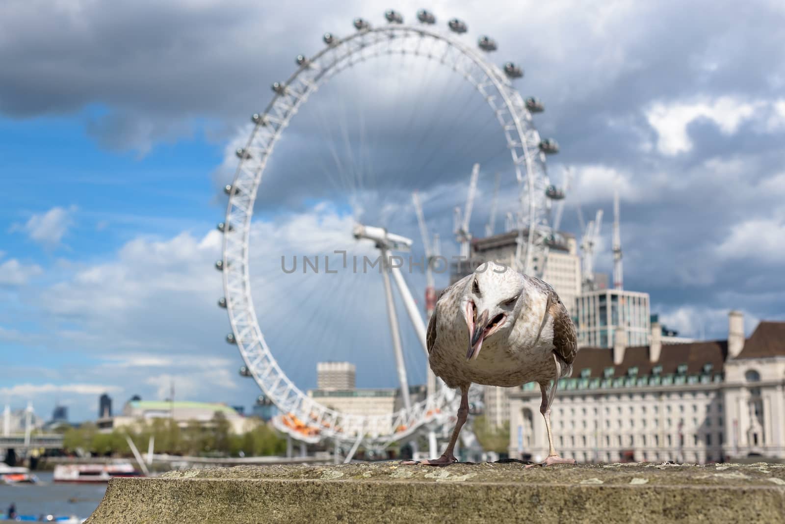 Seagull at the Thames River in London by mkos83