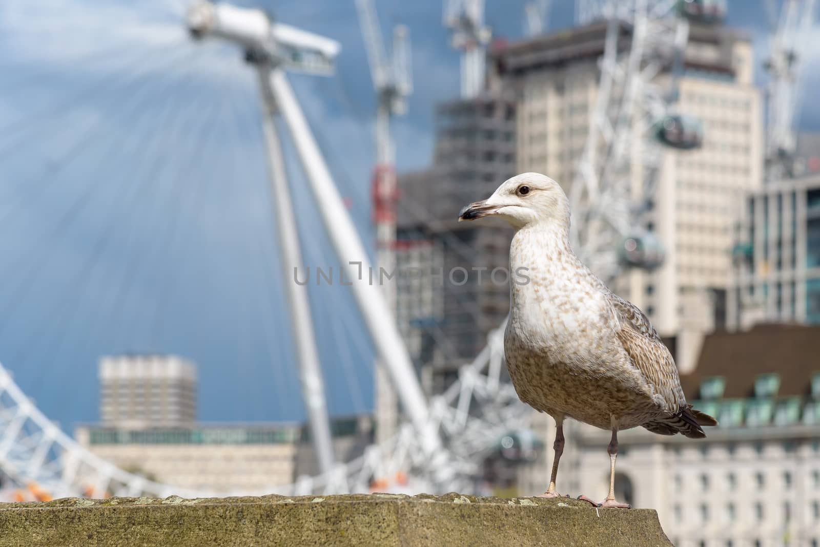 Seagull at the Thames River in London by mkos83