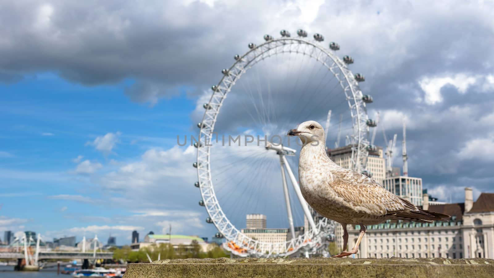 Seagull at the Thames River in London