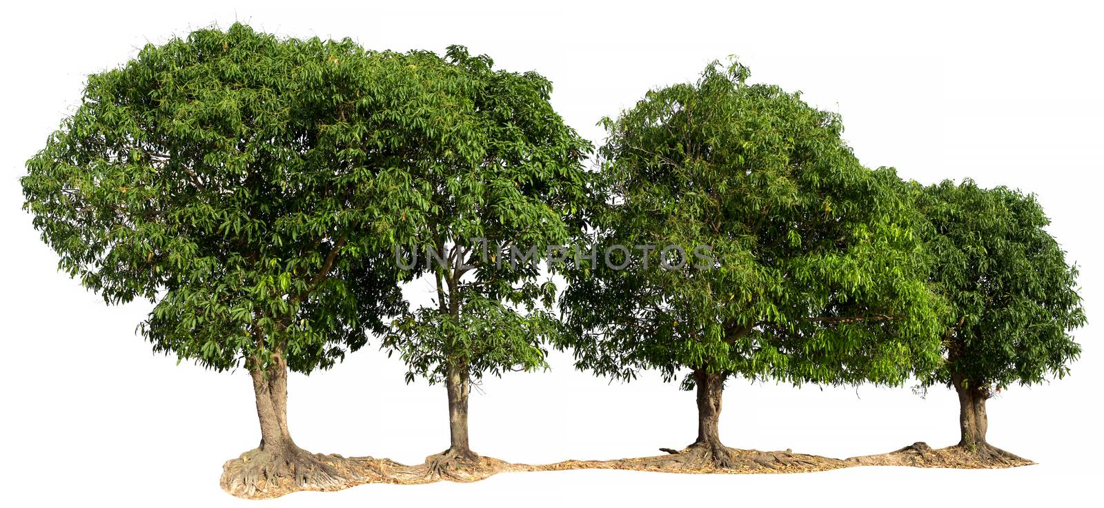 Mango Tree isolated on white background