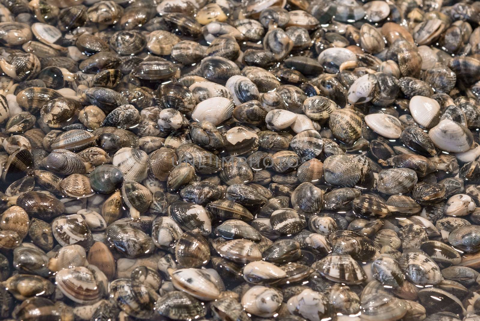 Heap of fresh clams on the fish market