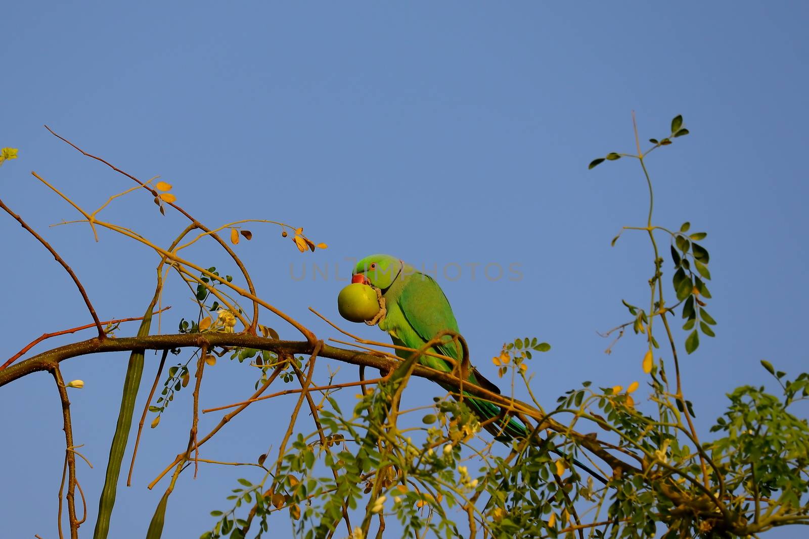 a young male parrot carrying jujube fruit and sitting on the branch