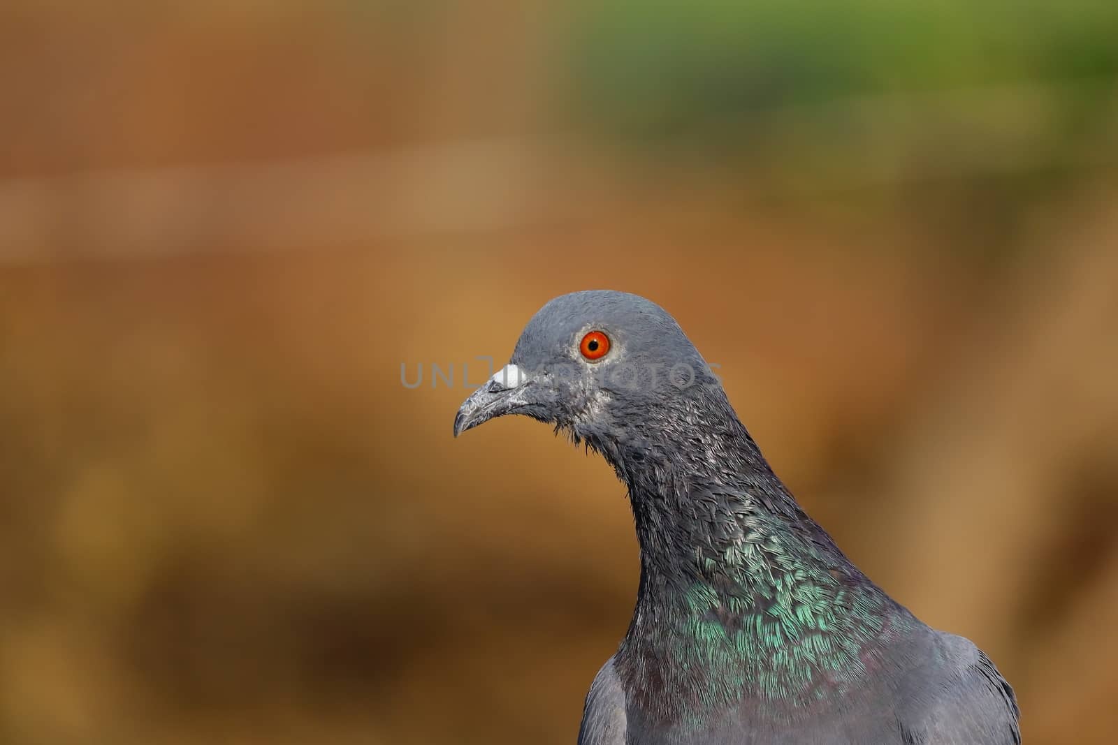 bird hd image, front view portrait of rock pigeon photography
