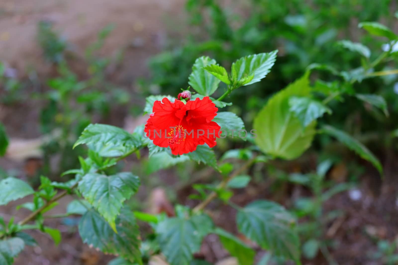 hibiscus flower and blur leaves , hd image by 9500102400
