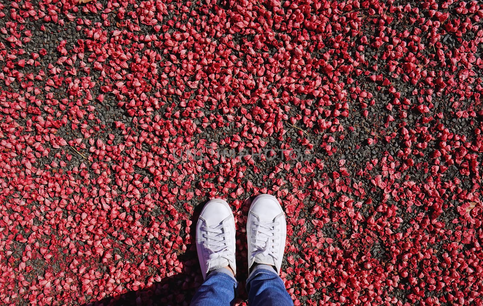 Selfie of feet in fashion sneakers on red flower on floor backgr by nuchylee
