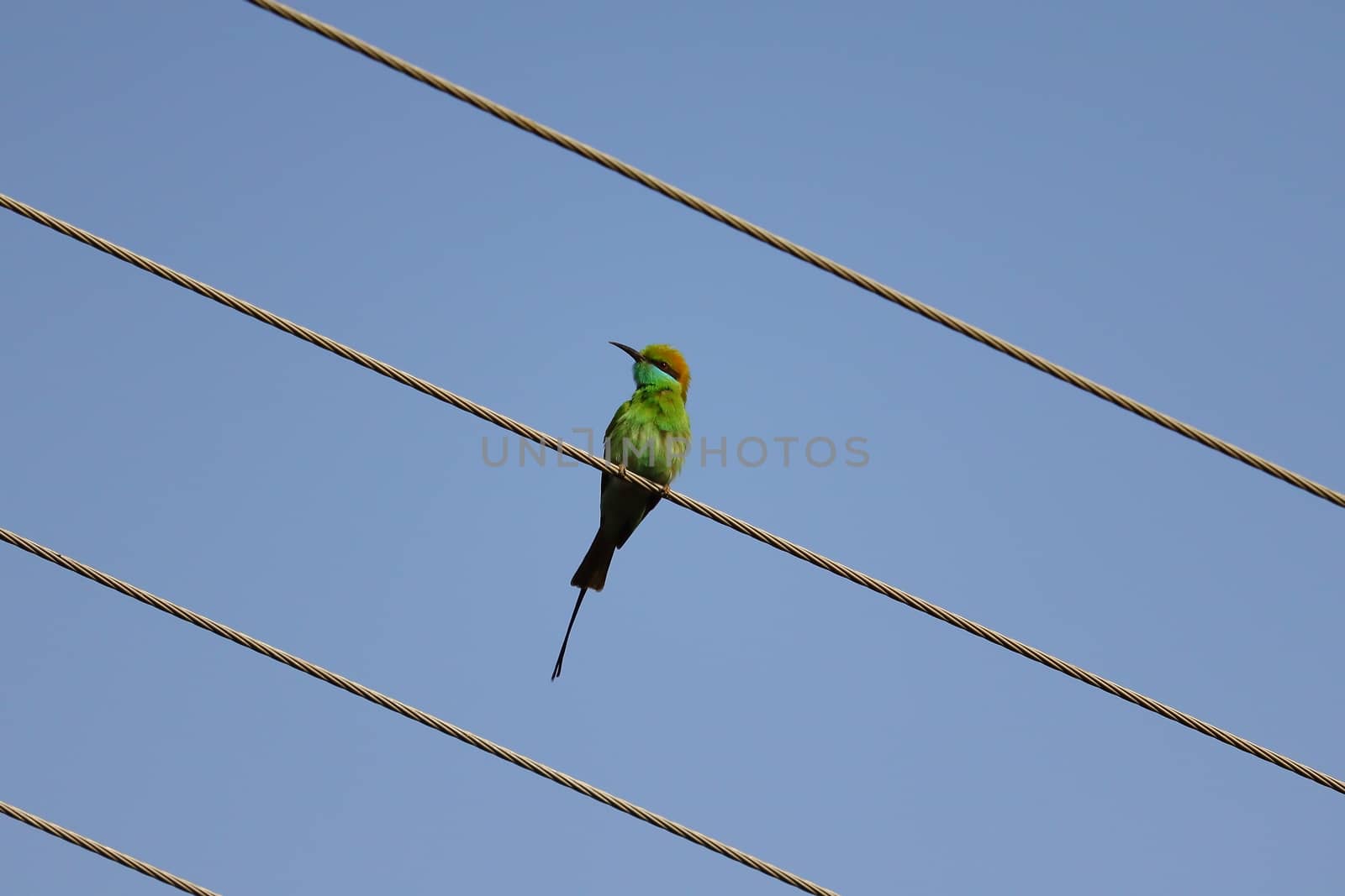 a bee eater sitting on the wire by 9500102400
