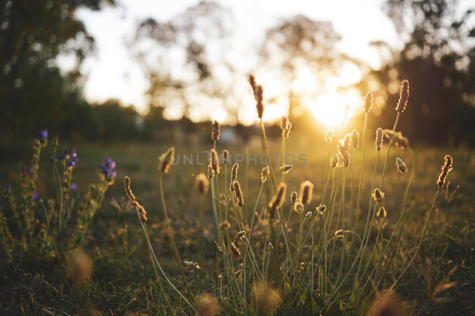 Field flower on a green meadow in spring or summer evening in sunset, golden hour