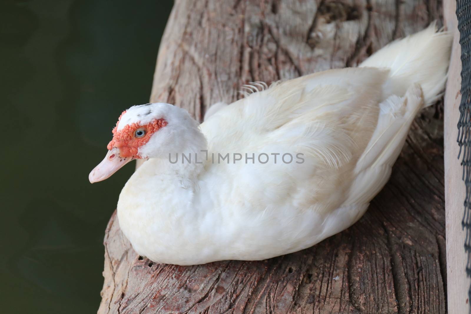 Duck, Mother duck with white on a wooden floor that is above the water surface by cgdeaw