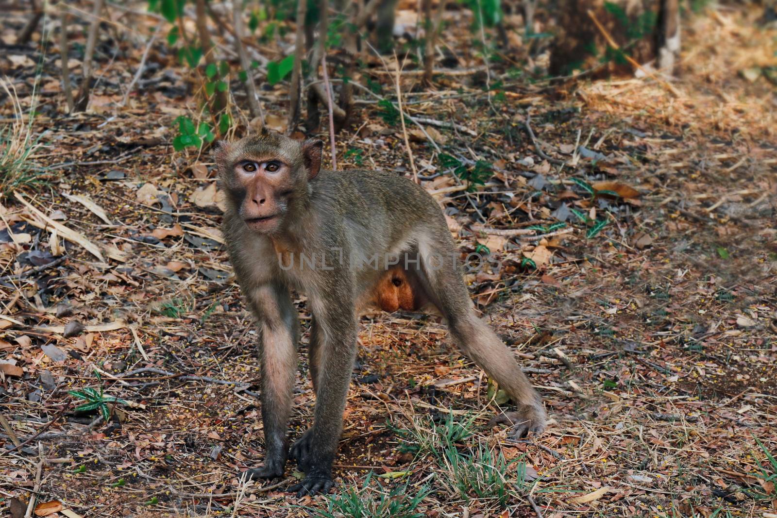 Monkeys walk in the wild by cgdeaw
