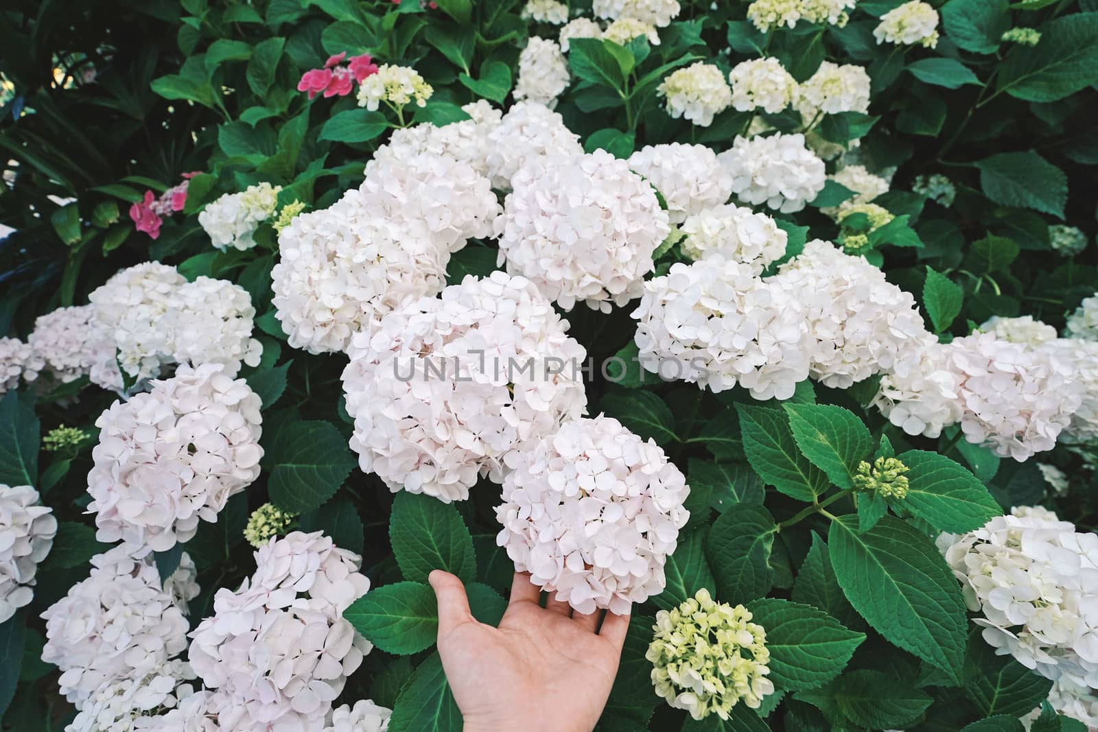 Hand holding beautiful hydrangea bloom in the garden 