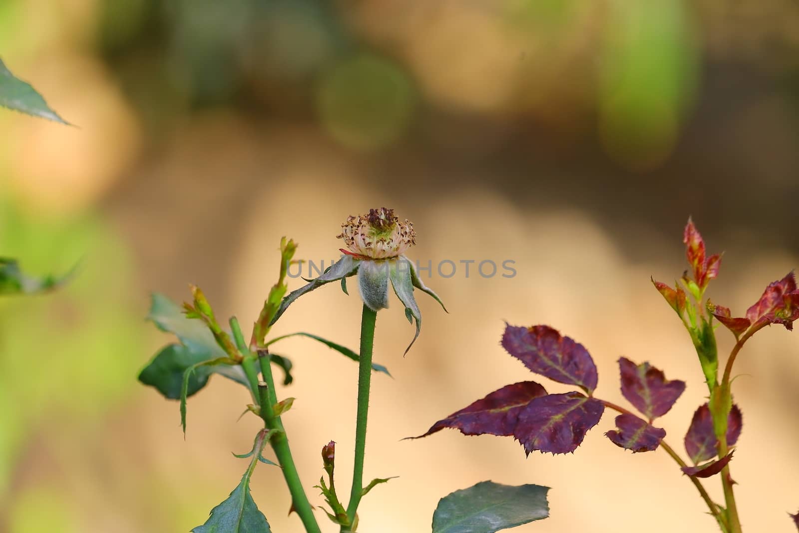 close up of rose flower nectar in the garden and blur leaves backgrounds