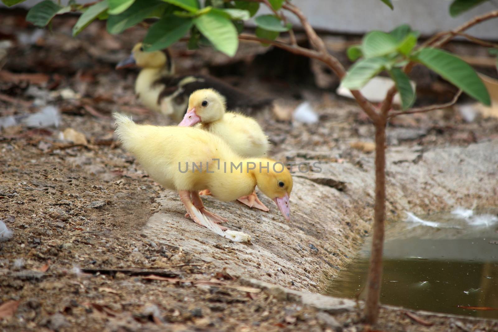 duck, baby duck happy in countryside style by cgdeaw