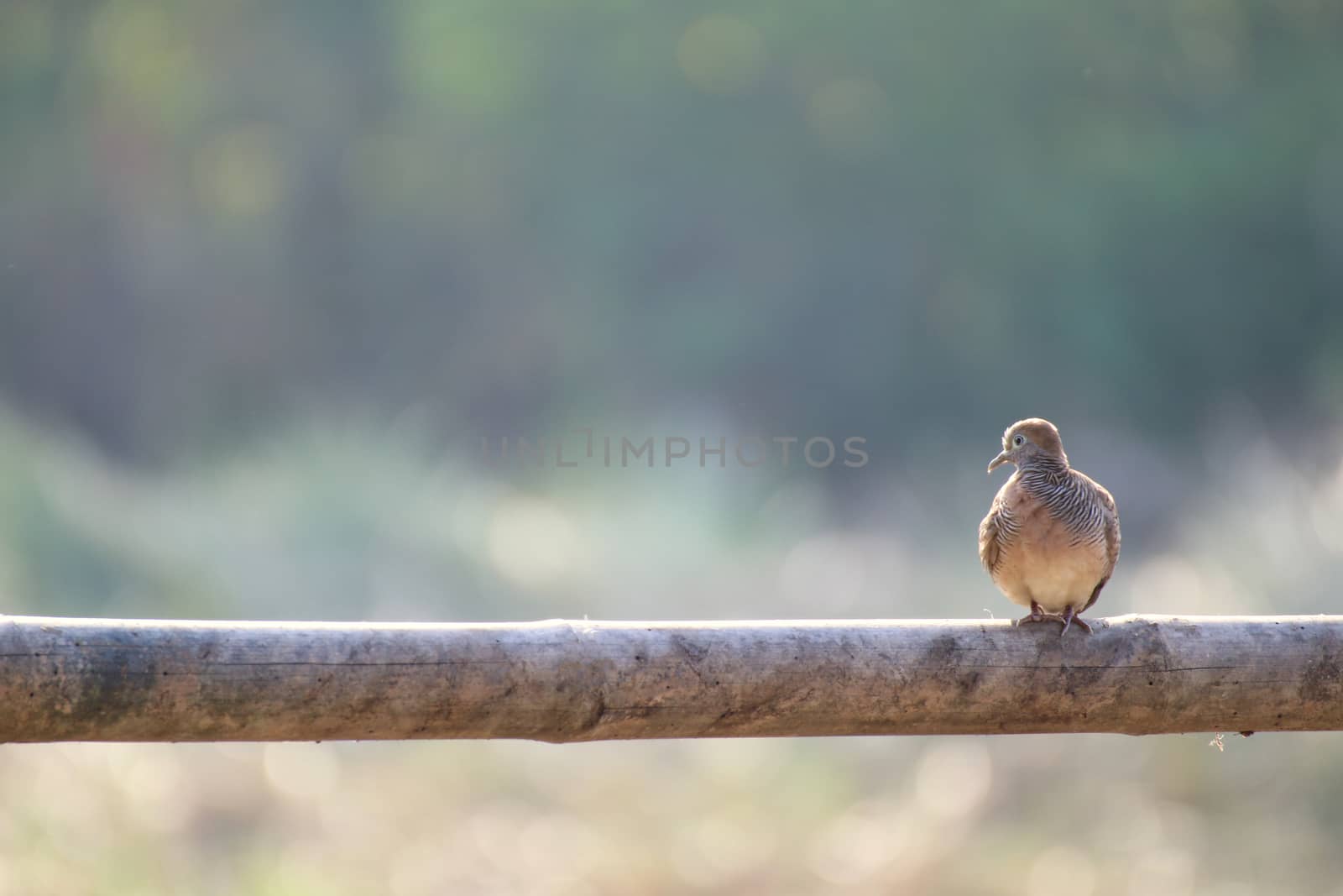 Mourning dove Bird, Turtle dove Bird, Rock dove, Rock pigeon by cgdeaw