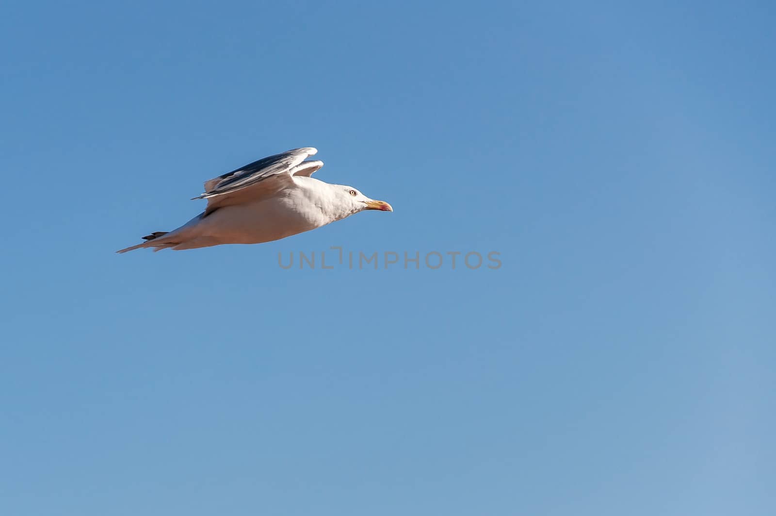 Flying seagull against a blue sky by mkos83