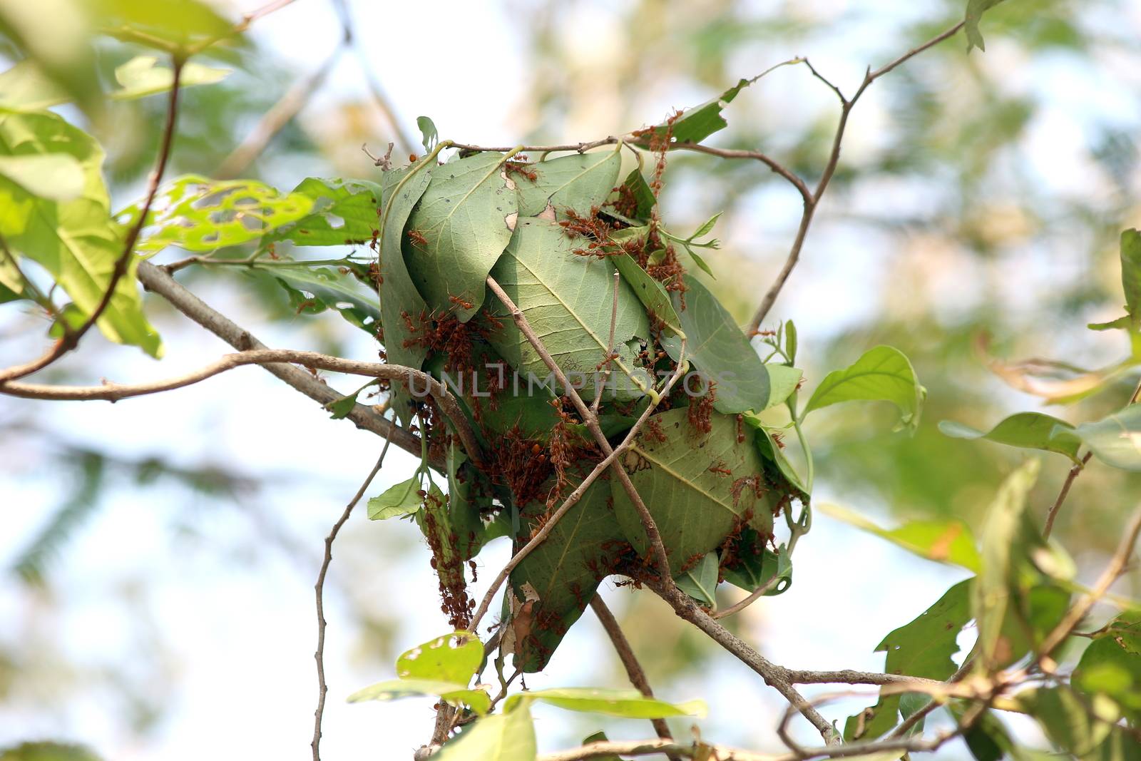 Ant, Ants nest on green leaves of a tree by joining together by cgdeaw