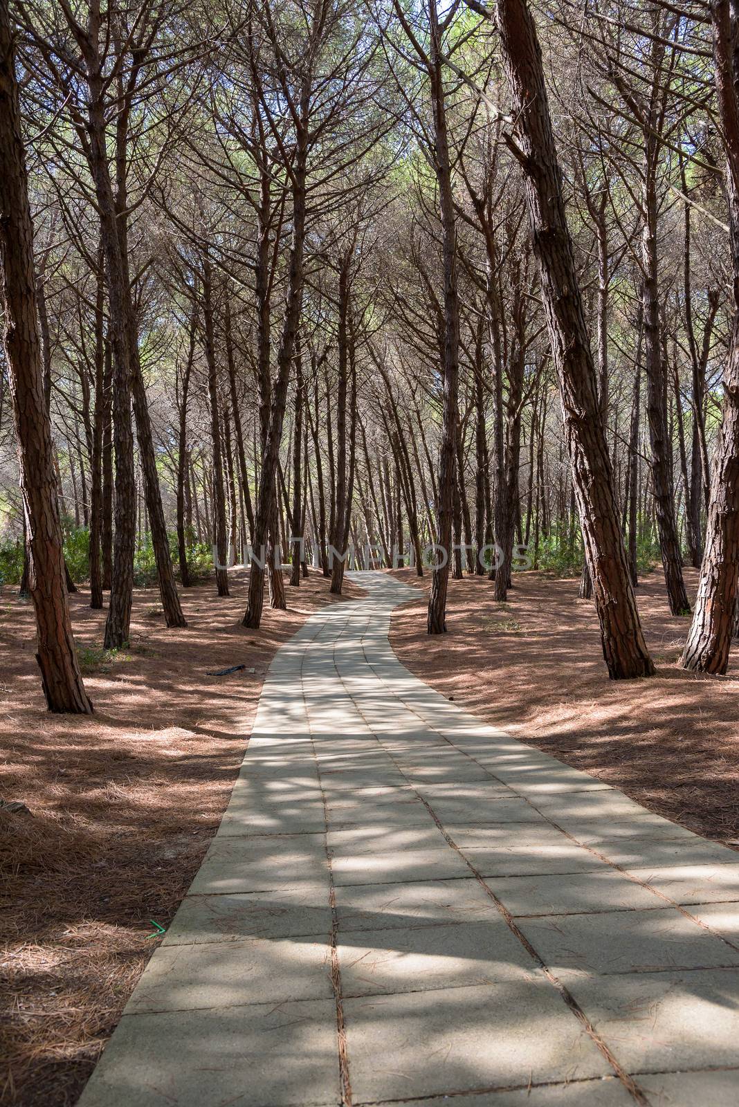 Alley in the mediterranean pine forest by mkos83
