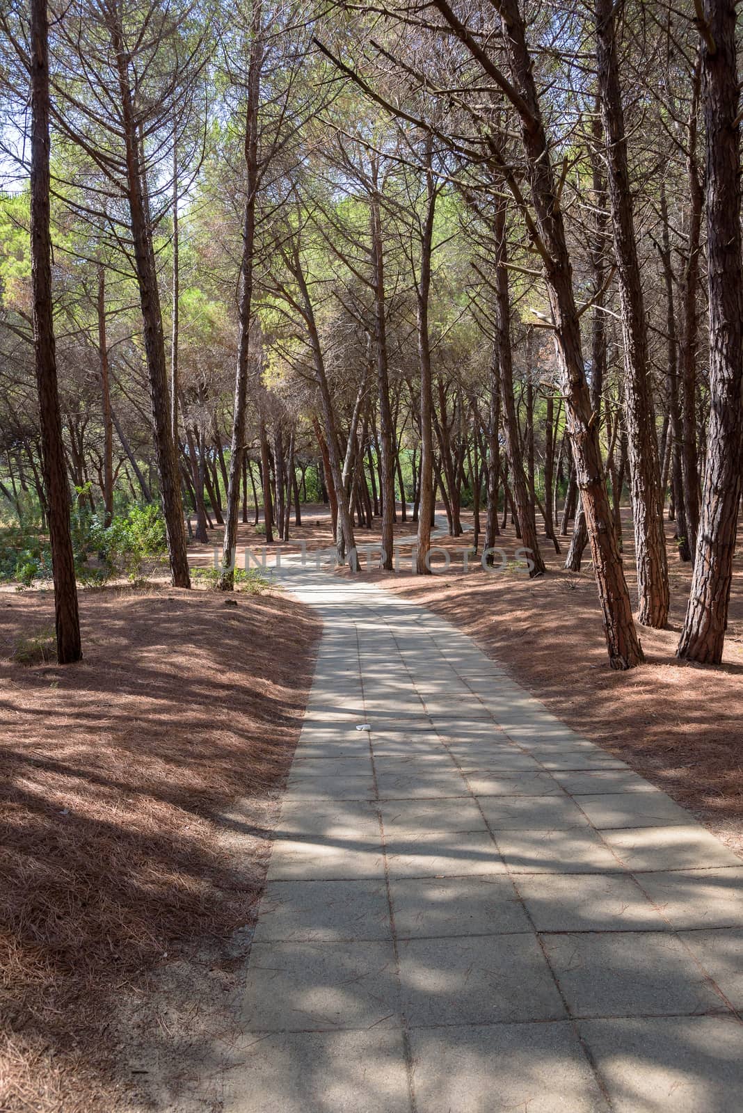 View of alley in the mediterranean pine forest on a sunny day