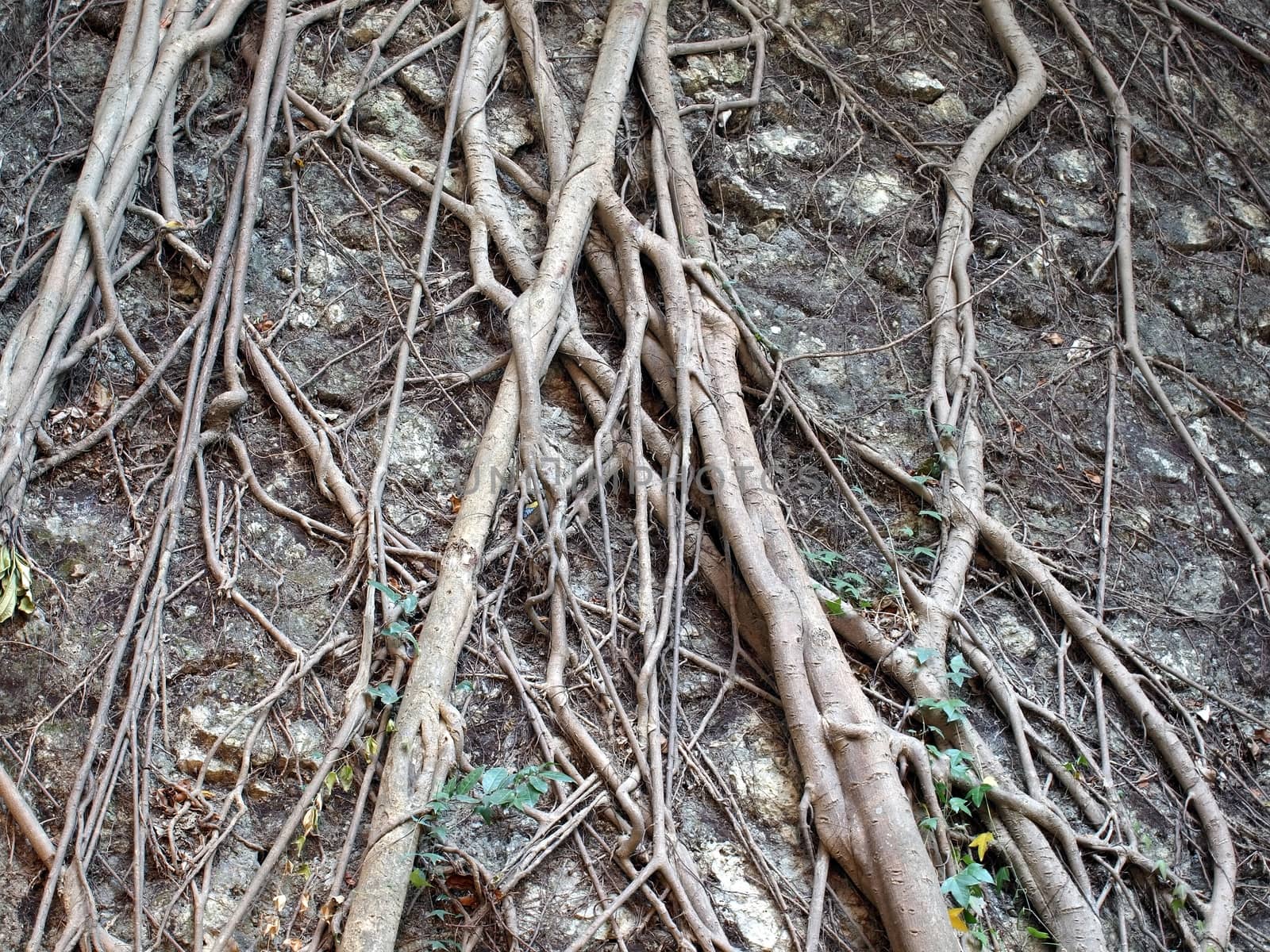 An intricate network of roots clings tightly to a rock surface
