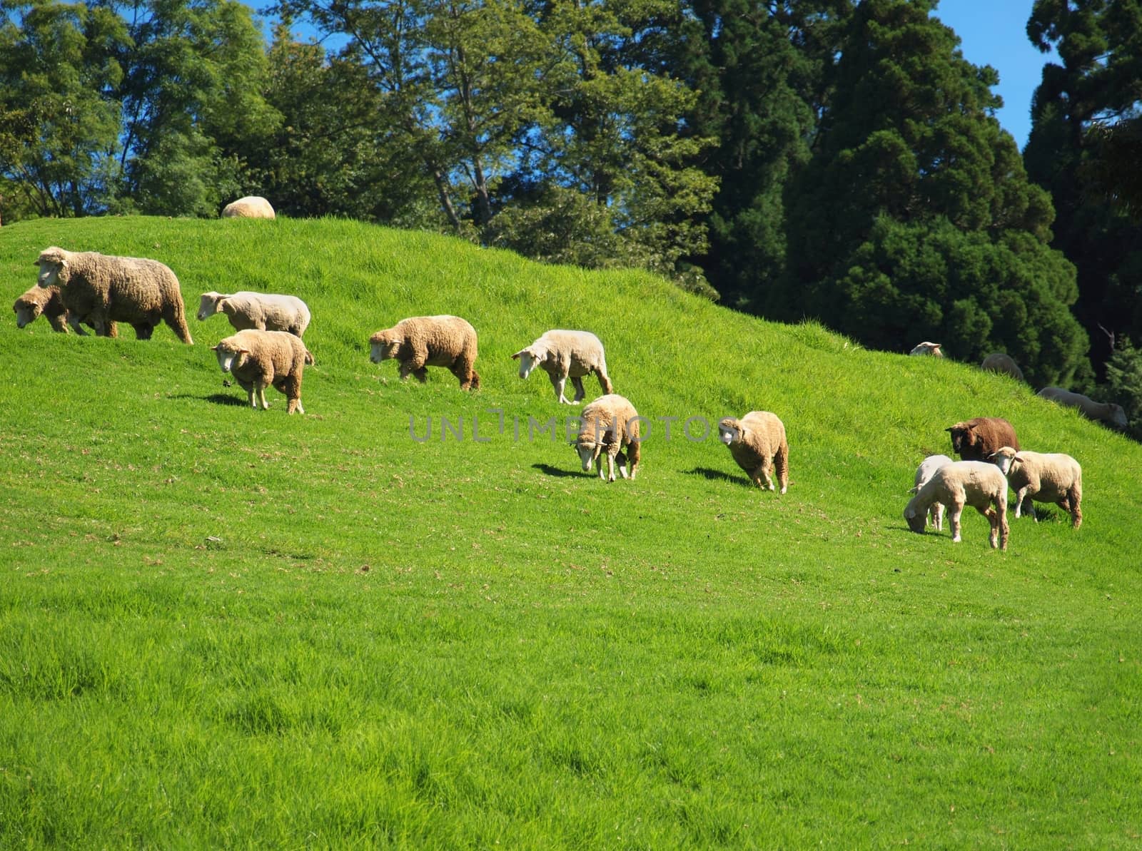 A flock of sheep grazes on lush grass by shiyali