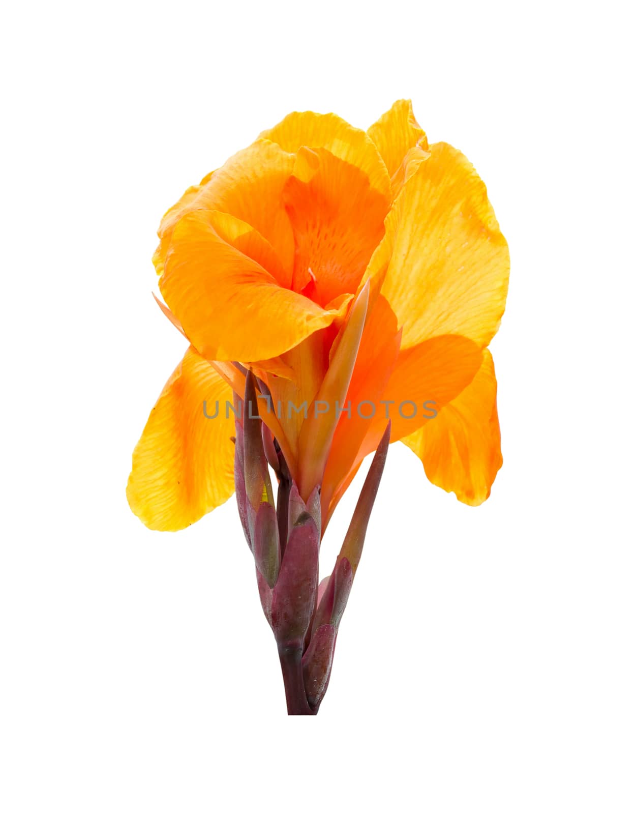 Orange canna lily flowers on white background. Clipping path by Kumma