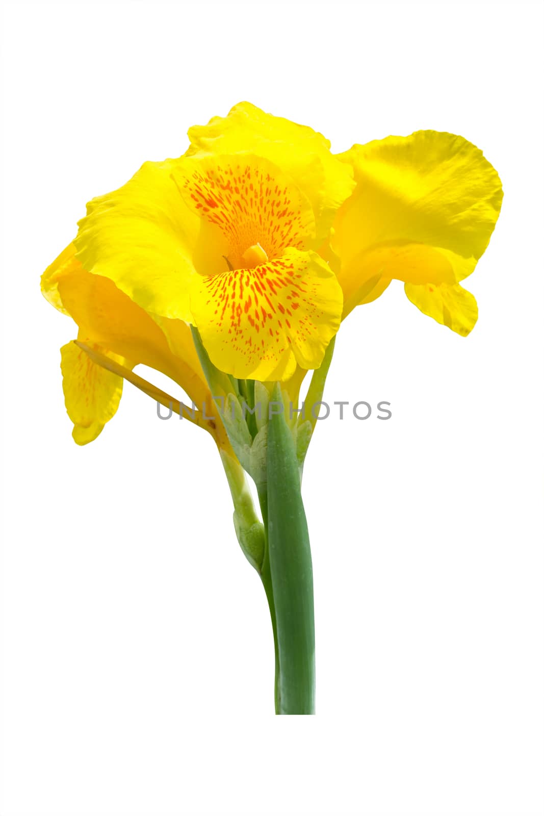 Yellow canna lily flowers on white background. Clipping path by Kumma