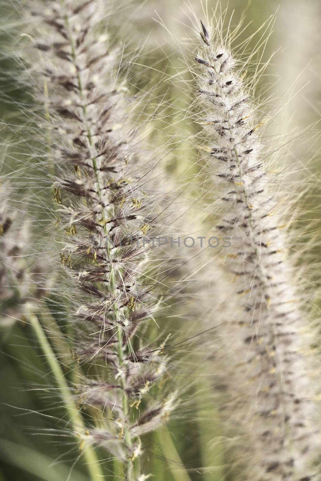 Spring grass natural background