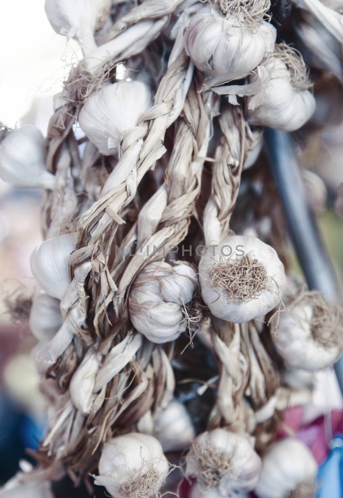 String of garlic bulbs hanging by dani3315