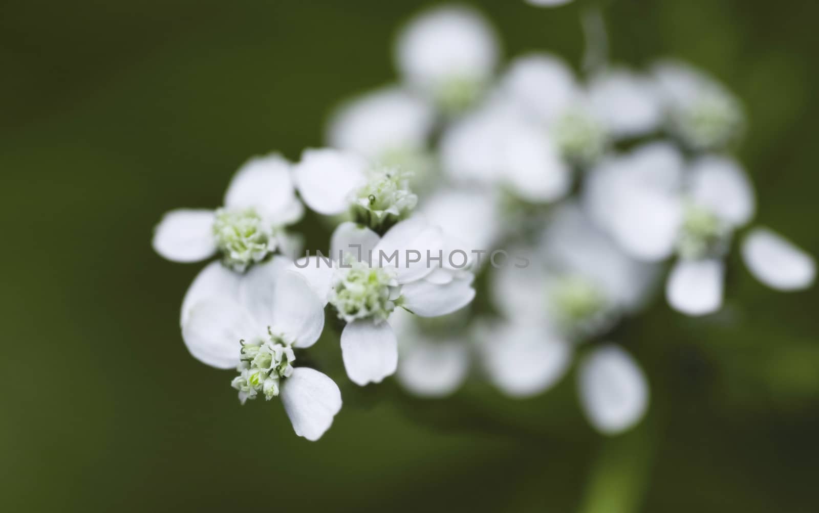 Macro of white flower on green