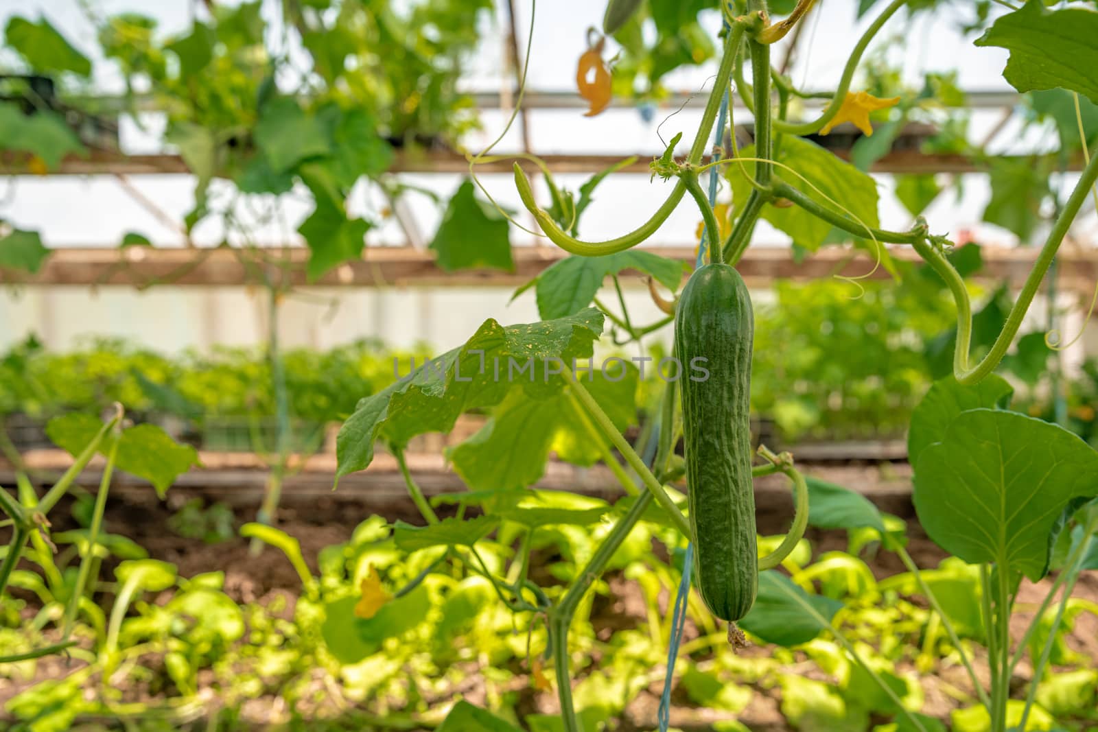 cucumbers growing in a greenhouse, healthy vegetables without pesticide, organic product by Edophoto