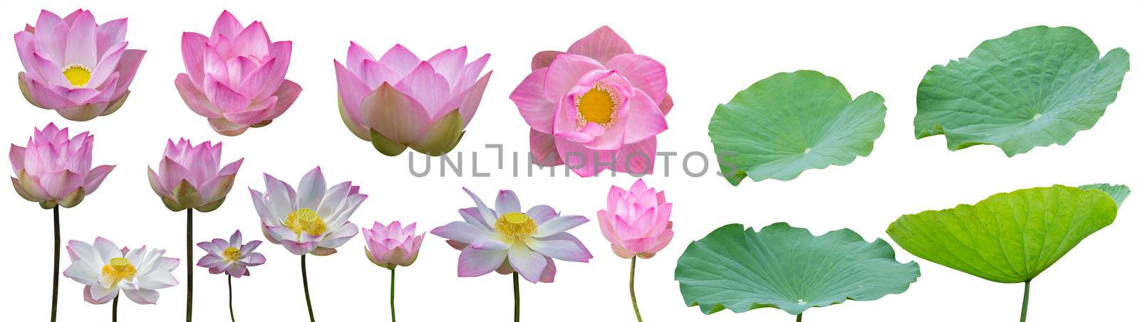 Isolated, lotus flower and lotus leaves set on white background. Clipping path
