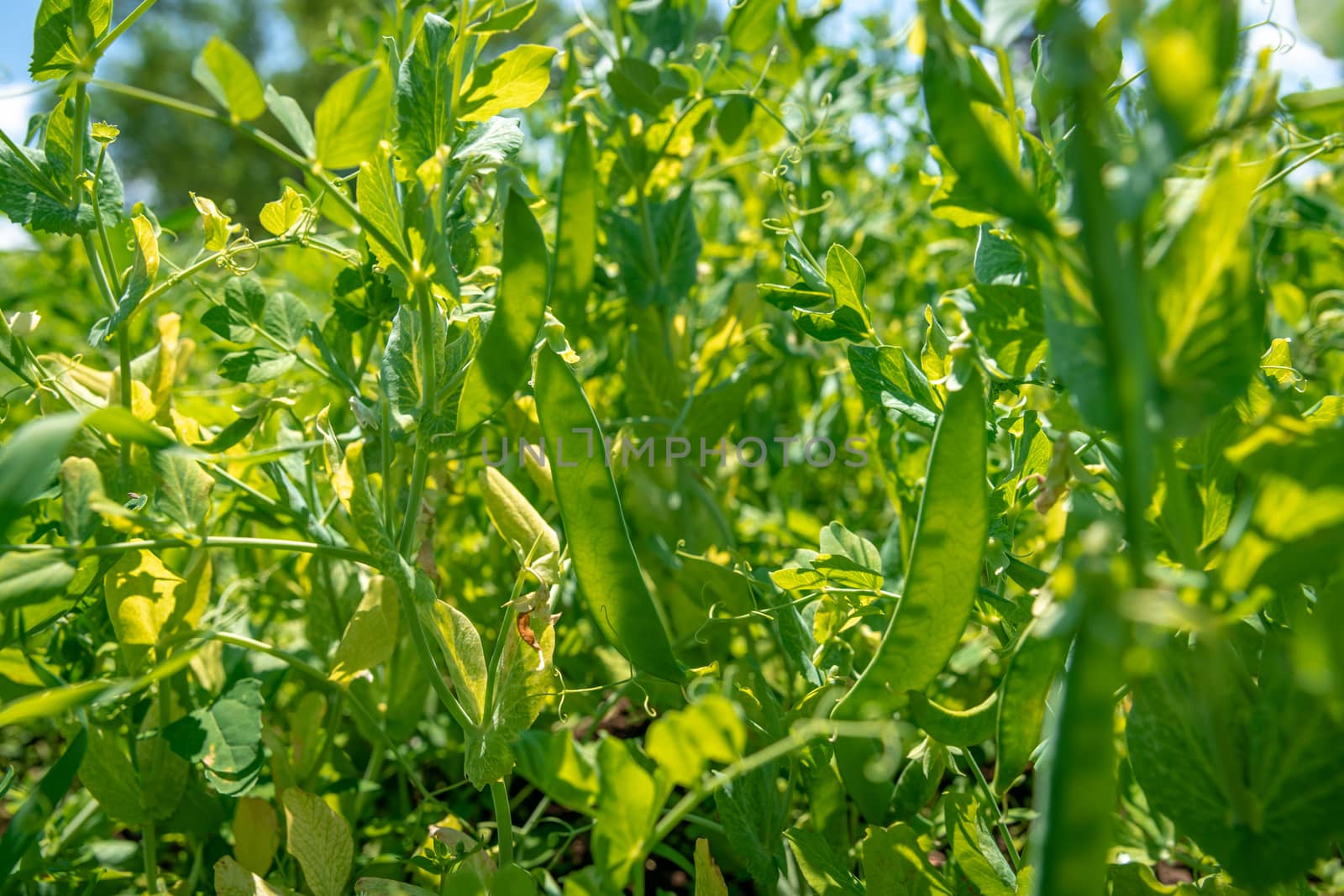 pods with green peas in organic quality on the field on the farm.