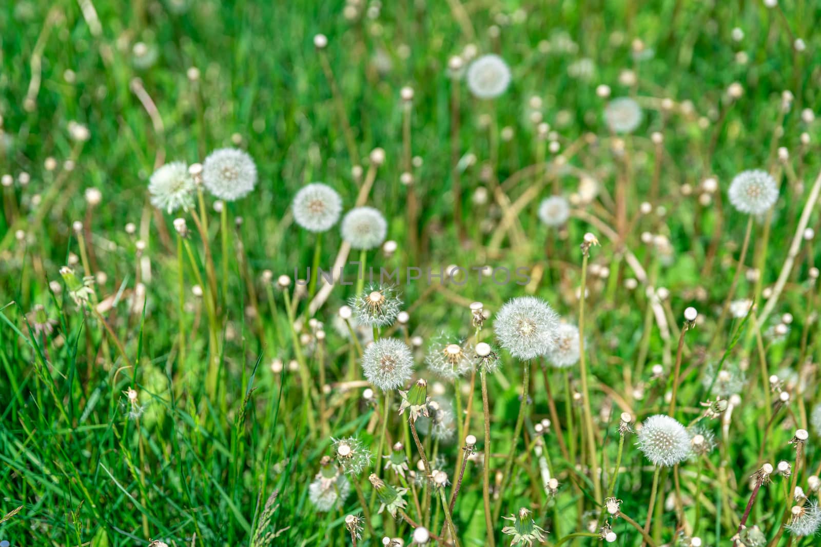 dandelions on a green field in summer time.