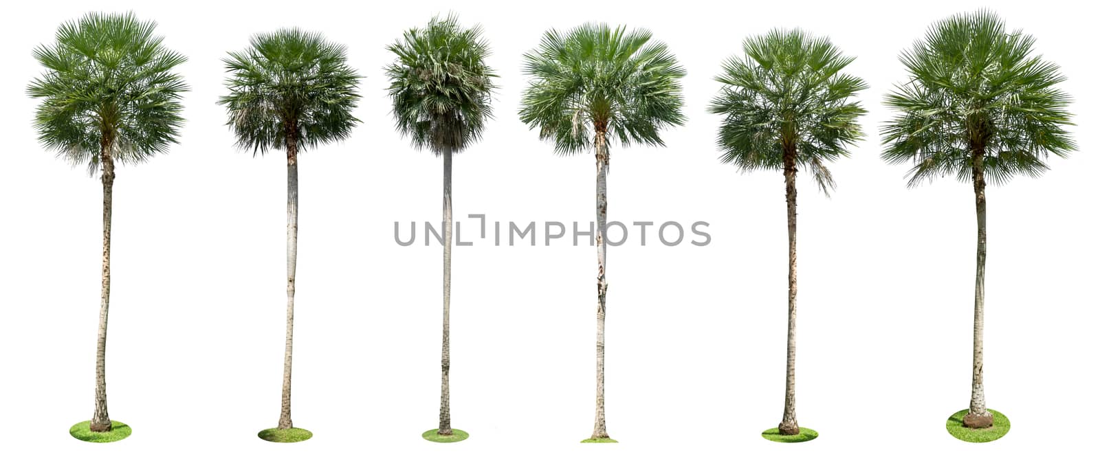 Palm trees isolated collection on white background