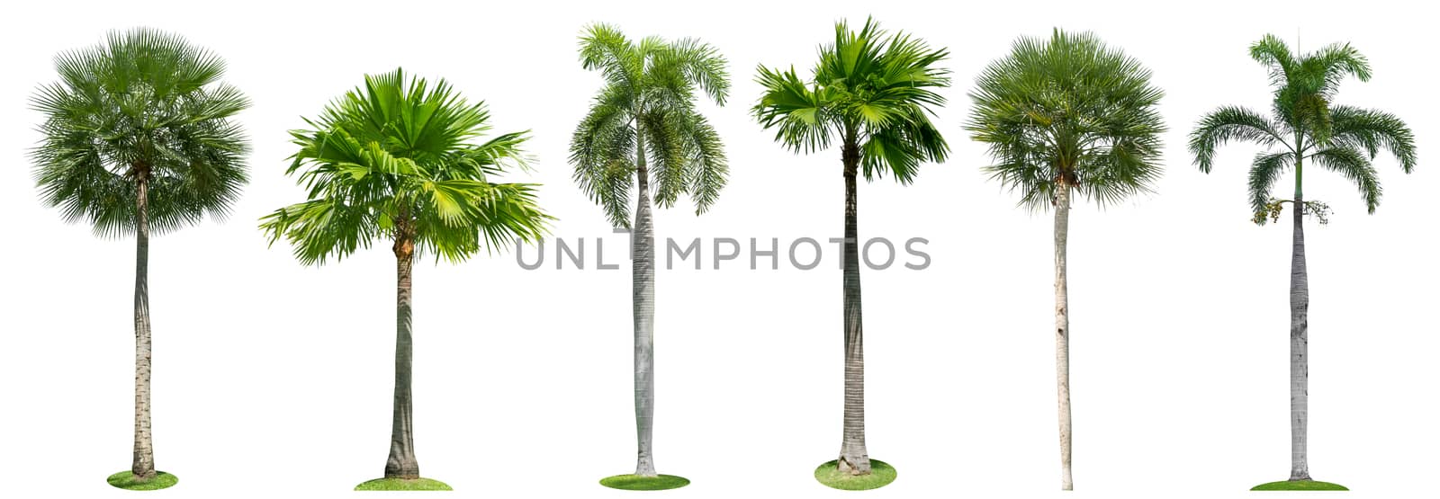 Palm trees isolated collection on white background