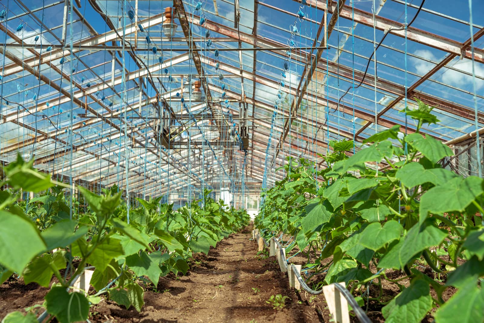 green cucumbers plants growing in a greenhouse on the farm, healthy vegetables without pesticide, organic product by Edophoto