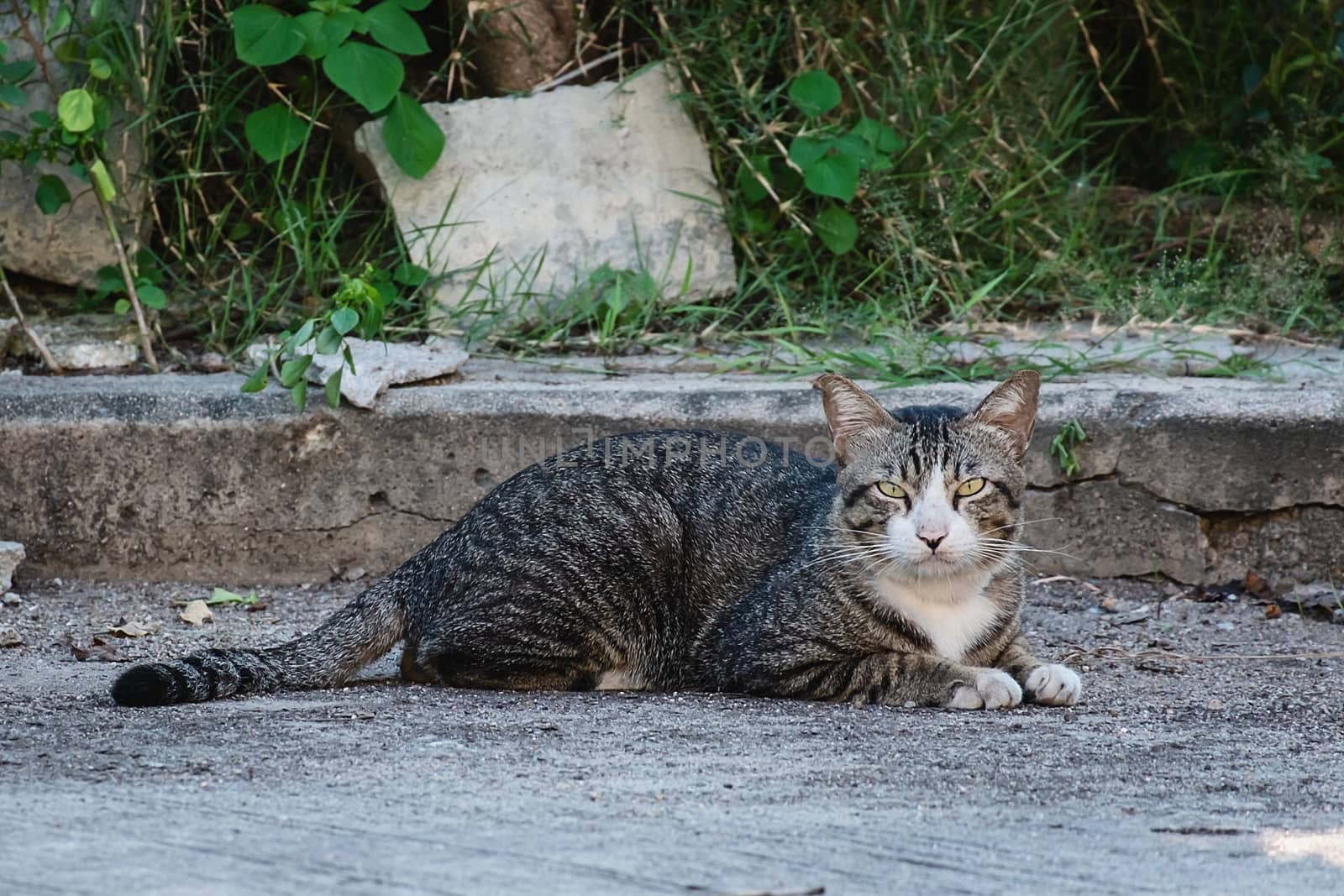The cat lying down on the street for pet and animal concept