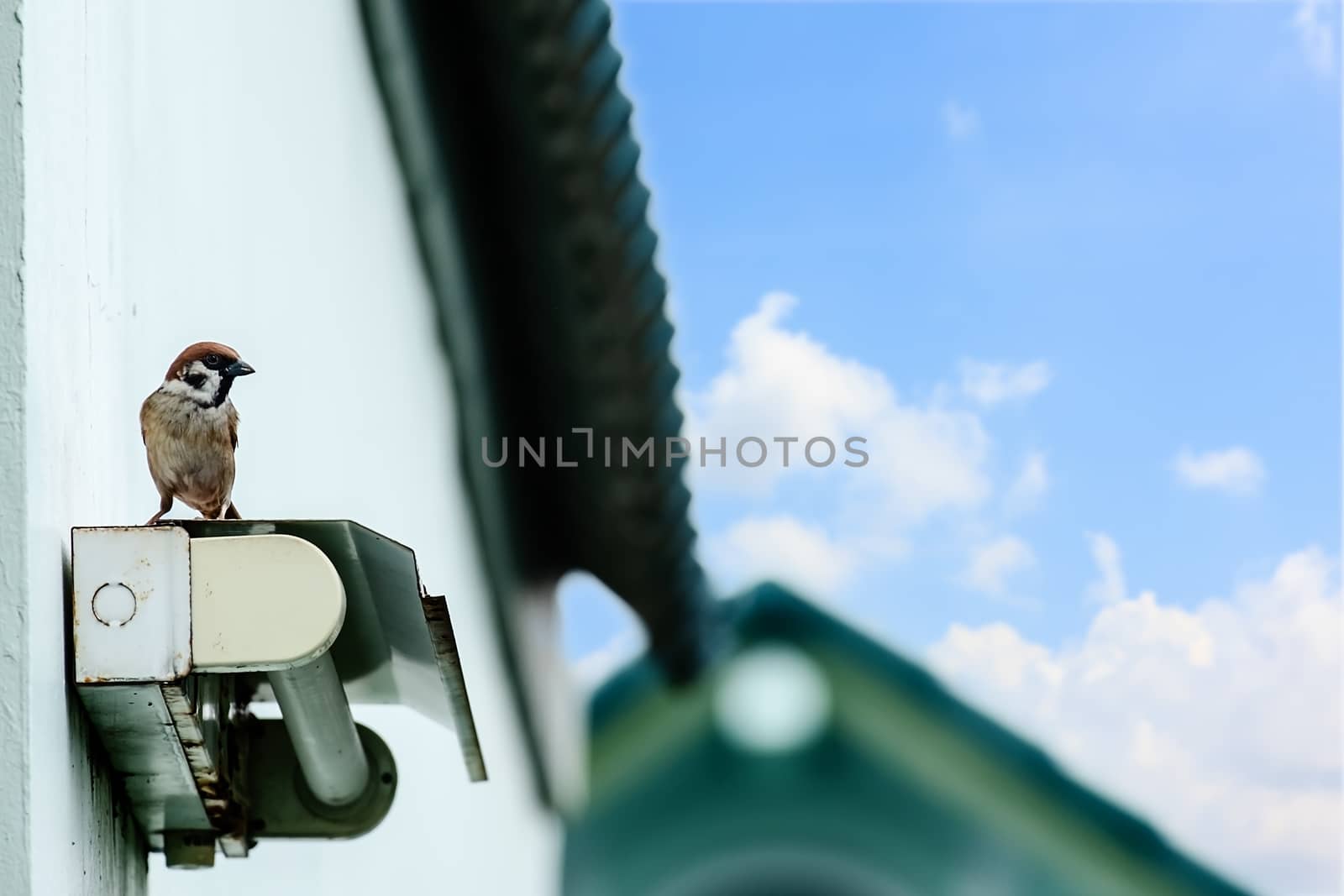 Eurasian tree sparrow, bird, perching on a fluorescent lamp under the edges of the roof