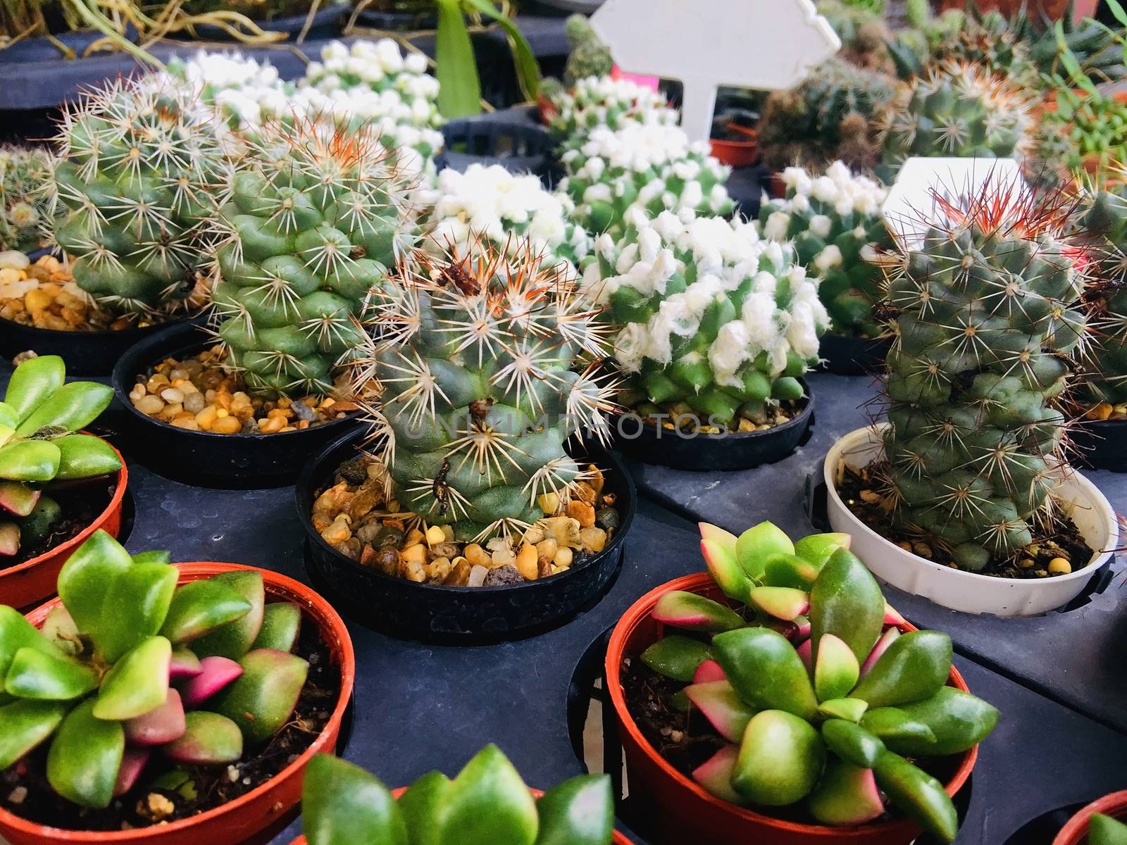Group of cactus in flower pot for nature and gardening concept