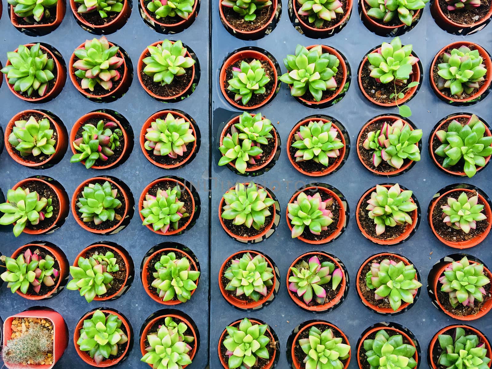 Group of cactus in flower pot for nature and gardening concept
