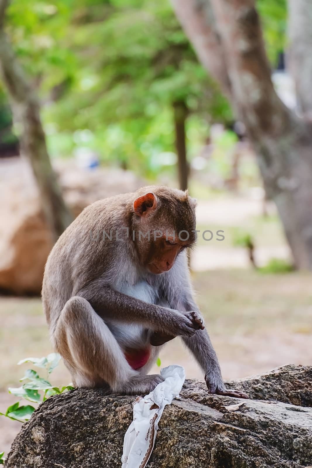 Monkey sitting on the stone by iamnoonmai