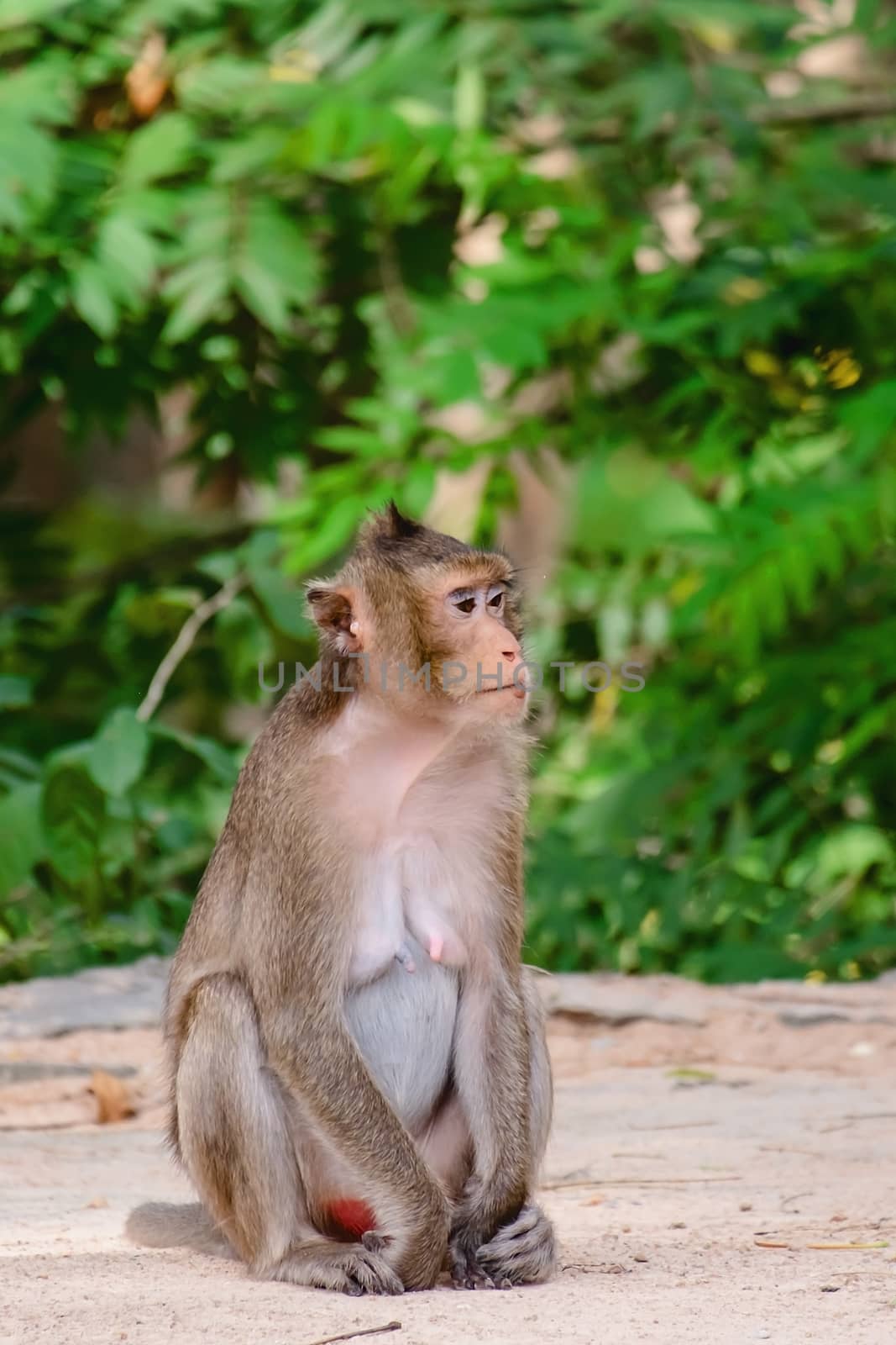 Monkey sitting in the nature by iamnoonmai