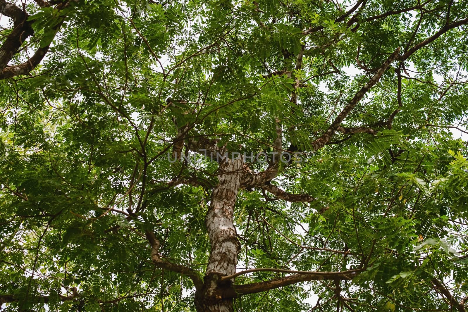 Natural green forest tree branches for ecology and environmental concept