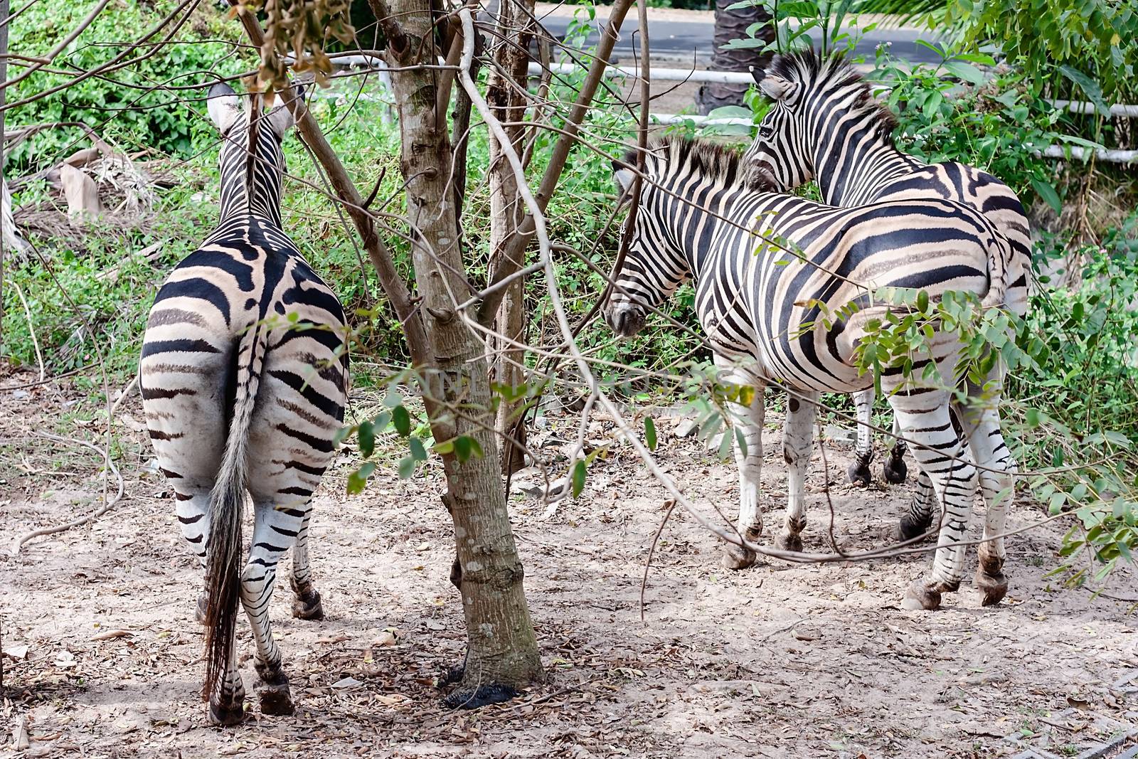 The bottom of zebra in the nature for animal and wildlife concept