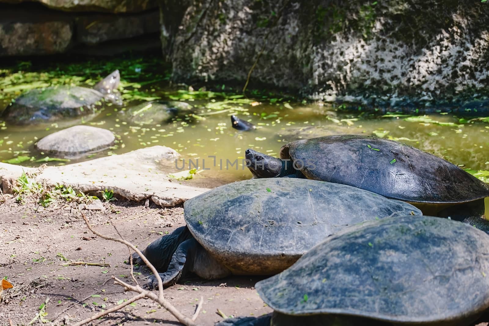 Turtle in the pond for animals and marine reptile concept